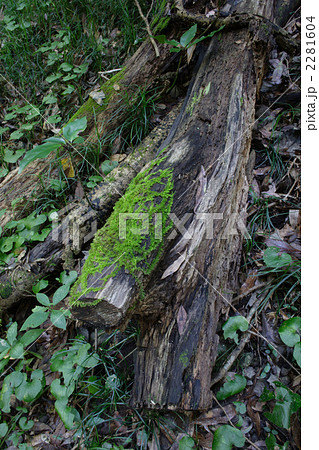 朽ちた木の写真素材 朽ちた木の写真素材