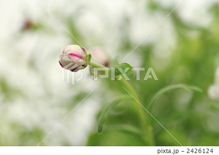 ハナカンザシ ヘリクリサム 蕾 花の写真素材