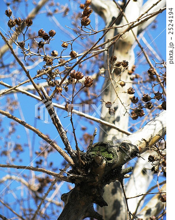 枝 実 種 サルスベリの写真素材