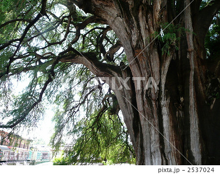トゥーレの木 木の写真素材