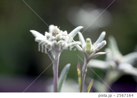 エーデルワイス 花の写真素材