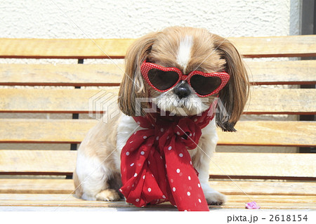 シーズー 犬 サングラス スカーフの写真素材