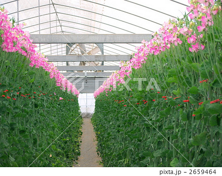 スイートピー ハウス栽培 花 植物の写真素材
