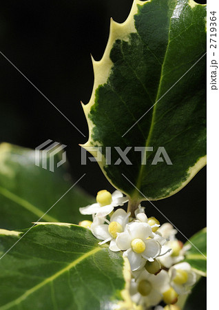 ヒイラギ セイヨウヒイラギ 西洋ヒイラギ 花の写真素材