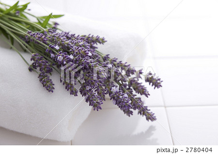 イングリッシュラベンダーアロマティコの写真素材