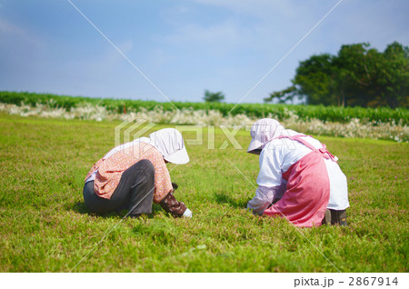 農家 農業 女性 草むしりの写真素材 - PIXTA