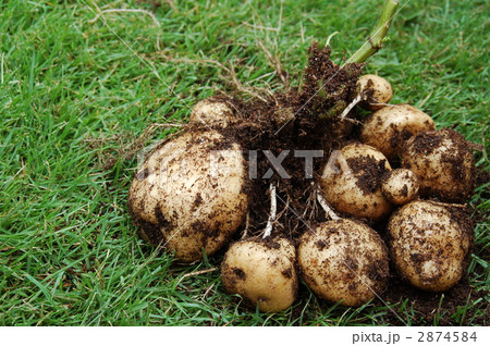 じゃが芋 野菜 土付き 掘りたての写真素材