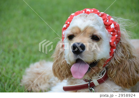 アメリカンコッカー アメリカンコッカースパニエル 犬 スヌードの写真素材