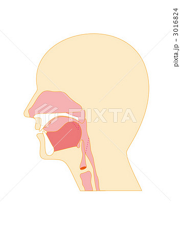 口腔 断面図 鼻腔 咽頭のイラスト素材