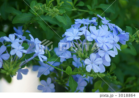 ルリマツリ 青い花 つる植物 瑠璃色の花の写真素材