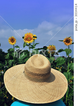 花 向日葵 麦わら帽子 ひまわり畑の写真素材