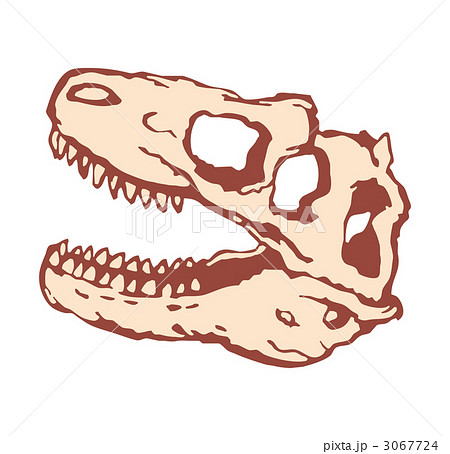 ティラノサウルス 骨 恐竜 頭蓋骨のイラスト素材