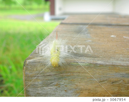 リンゴドクガ 毛虫 黄緑色 昆虫の写真素材