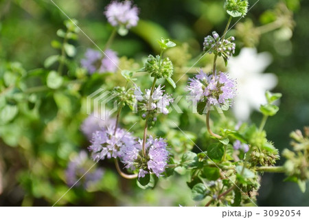 ミント 花 ハーブ 薄紫の写真素材 - PIXTA