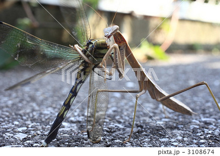 昆虫 トンボ 捕食 カマキリの写真素材 - PIXTA