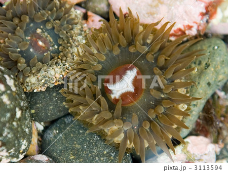 イソギンチャク 磯巾着 磯 海の動物の写真素材