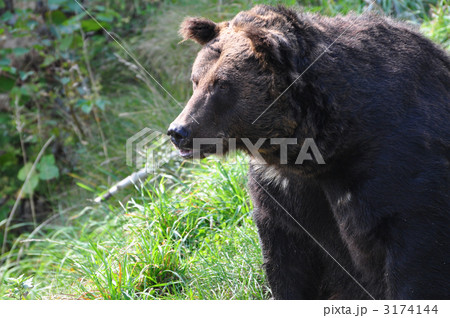 ヒグマの横顔の写真素材