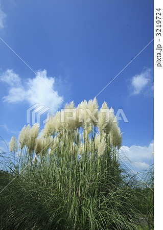 パンパース 植物の写真素材