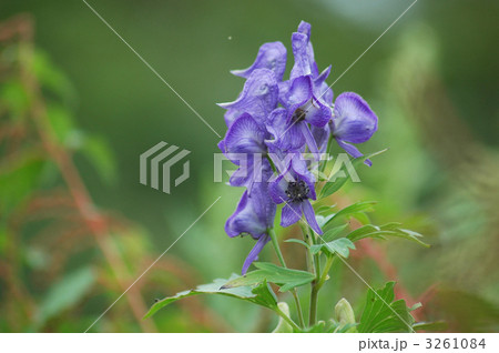 植物 花 花畑 トリカブトの写真素材