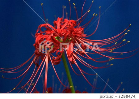 毒花 蘂 秋の花 マンジュシャカの写真素材