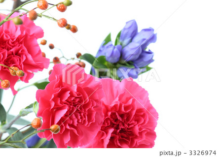 カーネーション 切花 切り花 バラの実の写真素材