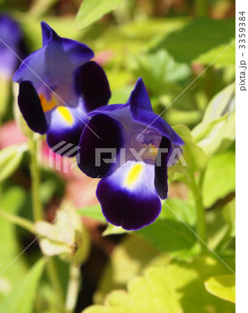 庭花 一年草 ゴマノハグサ科 外来種の写真素材