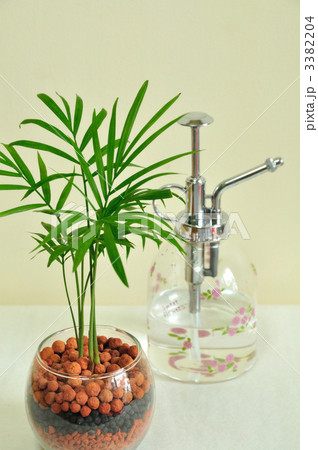 観葉植物 水耕栽培 テーブルヤシ ハイドロカルチャーの写真素材