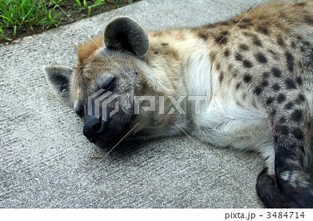 ブチハイエナ 陸の哺乳類 ハイエナ かわいいの写真素材 ブチハイエナ 陸の哺乳類 ハイエナ かわいいの写真素材
