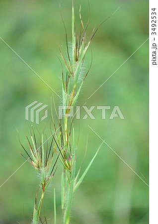 刈萱 花 カルカヤの写真素材