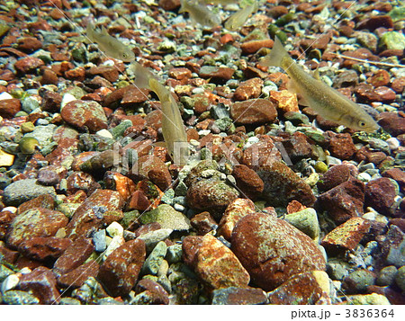 群れ 小魚 幼魚 ハヤの写真素材