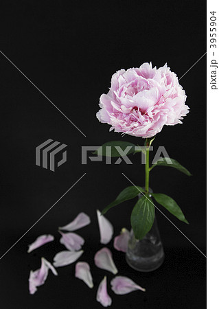 芍薬 サラベル 花 植物の写真素材