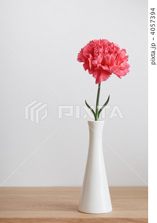 花 カーネーション 花瓶 一輪挿し コピースペース 植物の写真素材