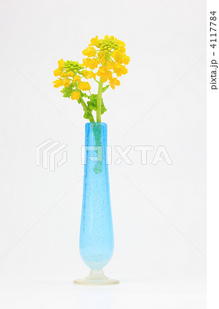 アブラナ 菜の花 白バック 花瓶の写真素材