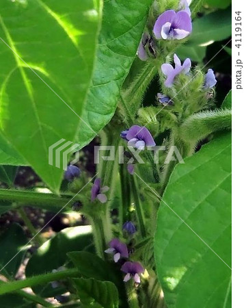 大豆の花の写真素材