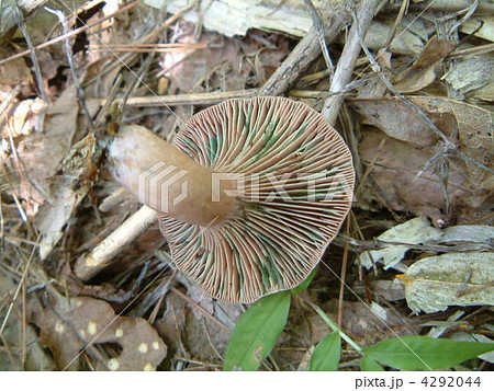 変色するきのこの写真素材