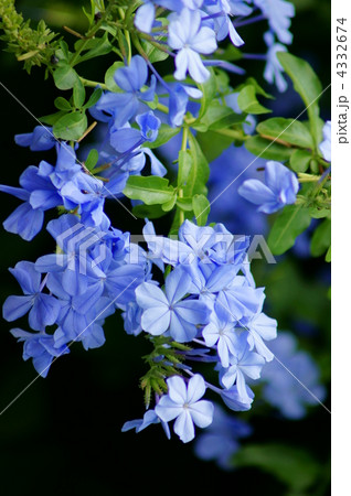 ルリマツリ 青い花 つる植物 瑠璃色の花の写真素材