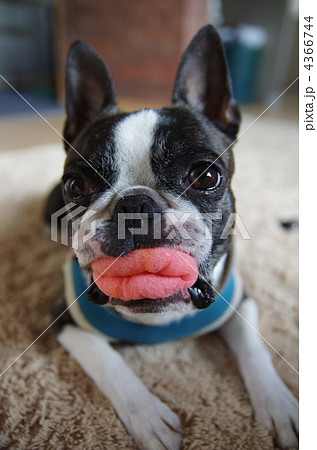 犬 ボストンテリア 面白顔 かわいいの写真素材