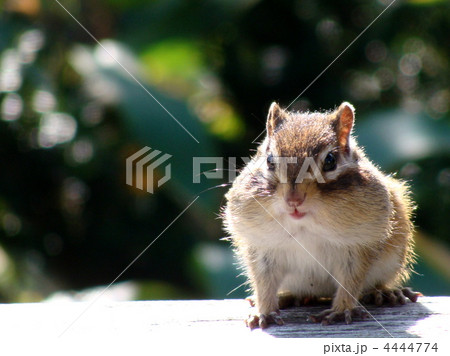 リス シマリス 小動物 正面の写真素材 リス シマリス 小動物 正面の写真素材
