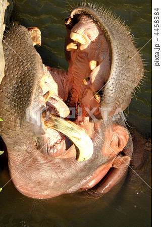 カバの牙の写真素材 - PIXTA