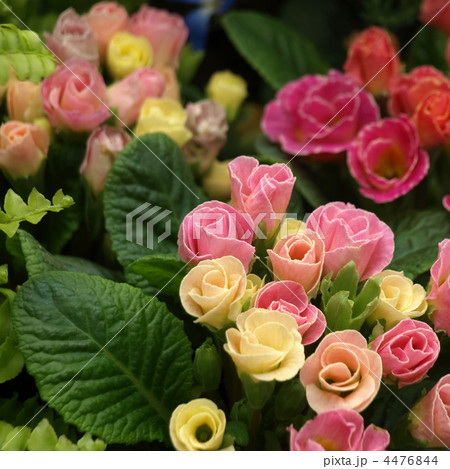 プリムラ ジュリアン キャンディマジック 花 植物の写真素材