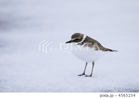 鳥 野鳥 千鳥 シロチドリの写真素材