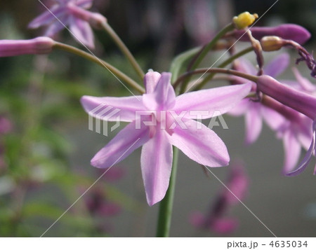 ワイルドガーリック ユリ科 紫色 花びらの写真素材