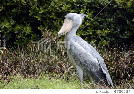 ハシビロコウ 鳥 横向き くちばしの写真素材 - PIXTA