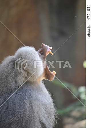 マントヒヒ 横顔 牙 あくびの写真素材