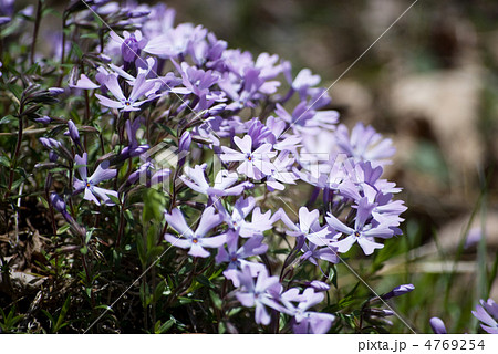 薄紫の花の写真素材 薄紫の花の写真素材