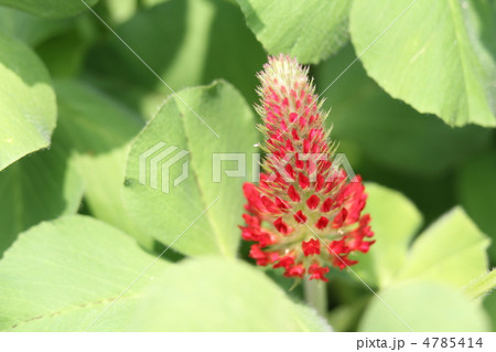 ストロベリートーチの写真素材