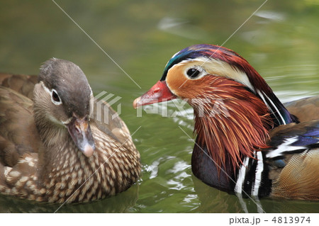 水鳥ツガイ 水鳥ツガイ
