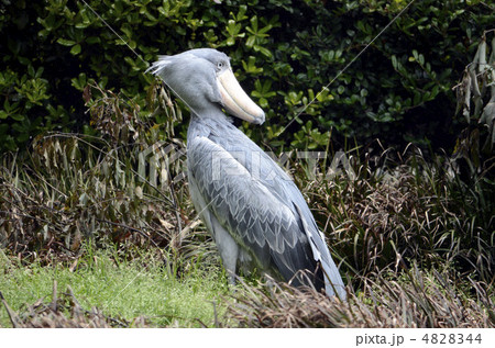鳥 ハシビロコウ 横向き コピースペースの写真素材 - PIXTA