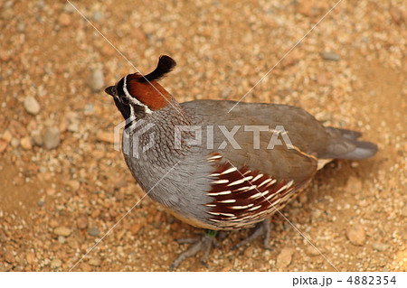 頭赤冠鶉 うずらの写真素材