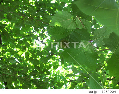 すずかけの木 木の実の写真素材 すずかけの木 木の実の写真素材